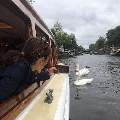 Swans Amsterdam canals